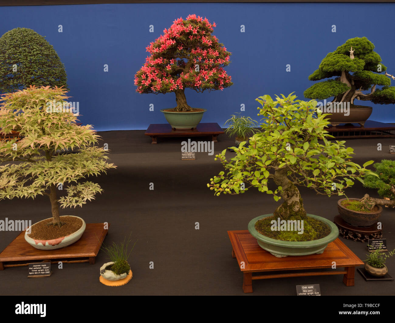 Bonsai exhibit at gardening show Stock Photo Alamy