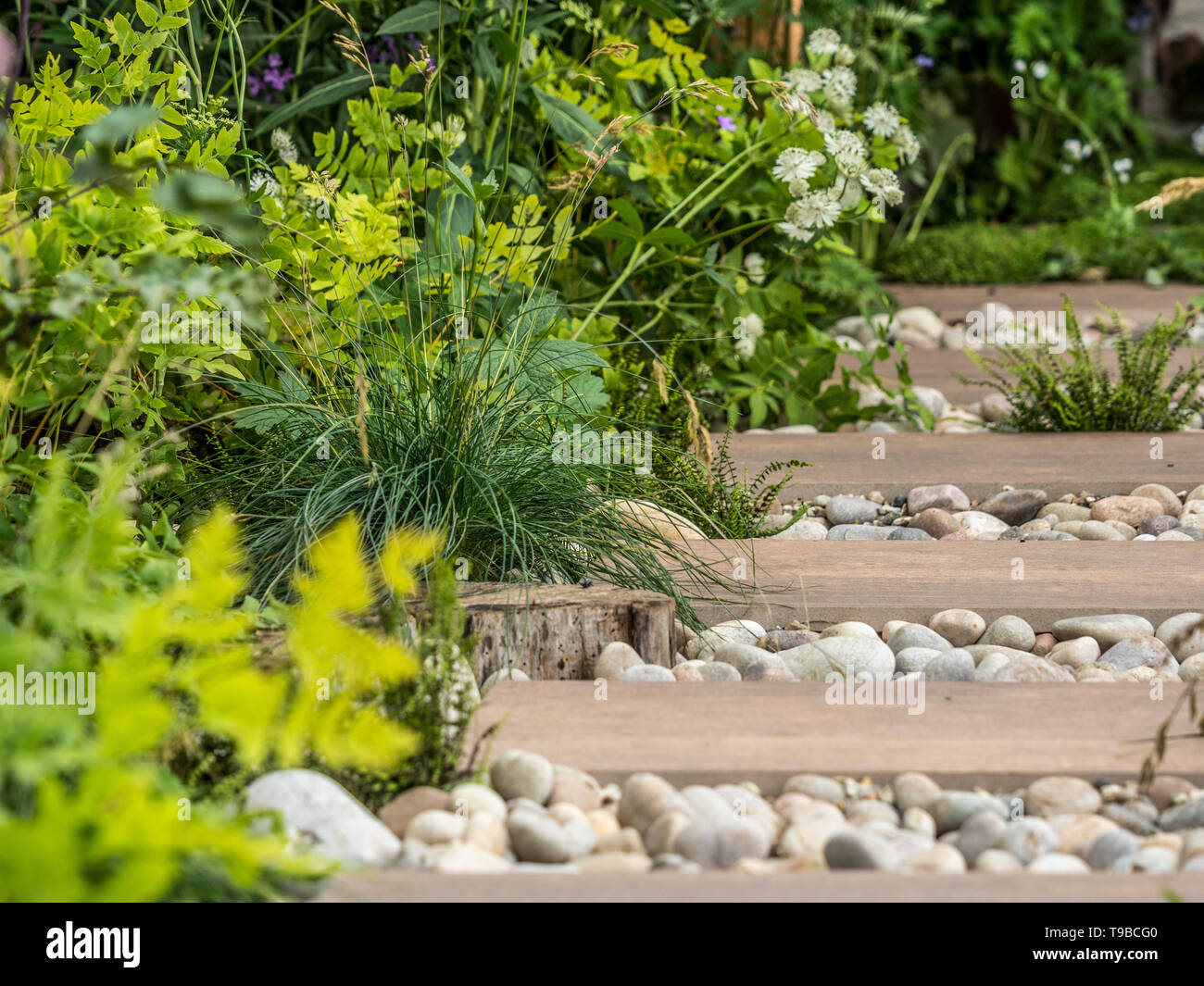 Wooden planks used as path surrounded by pebbles and interspersed with plants in garden Stock Photo