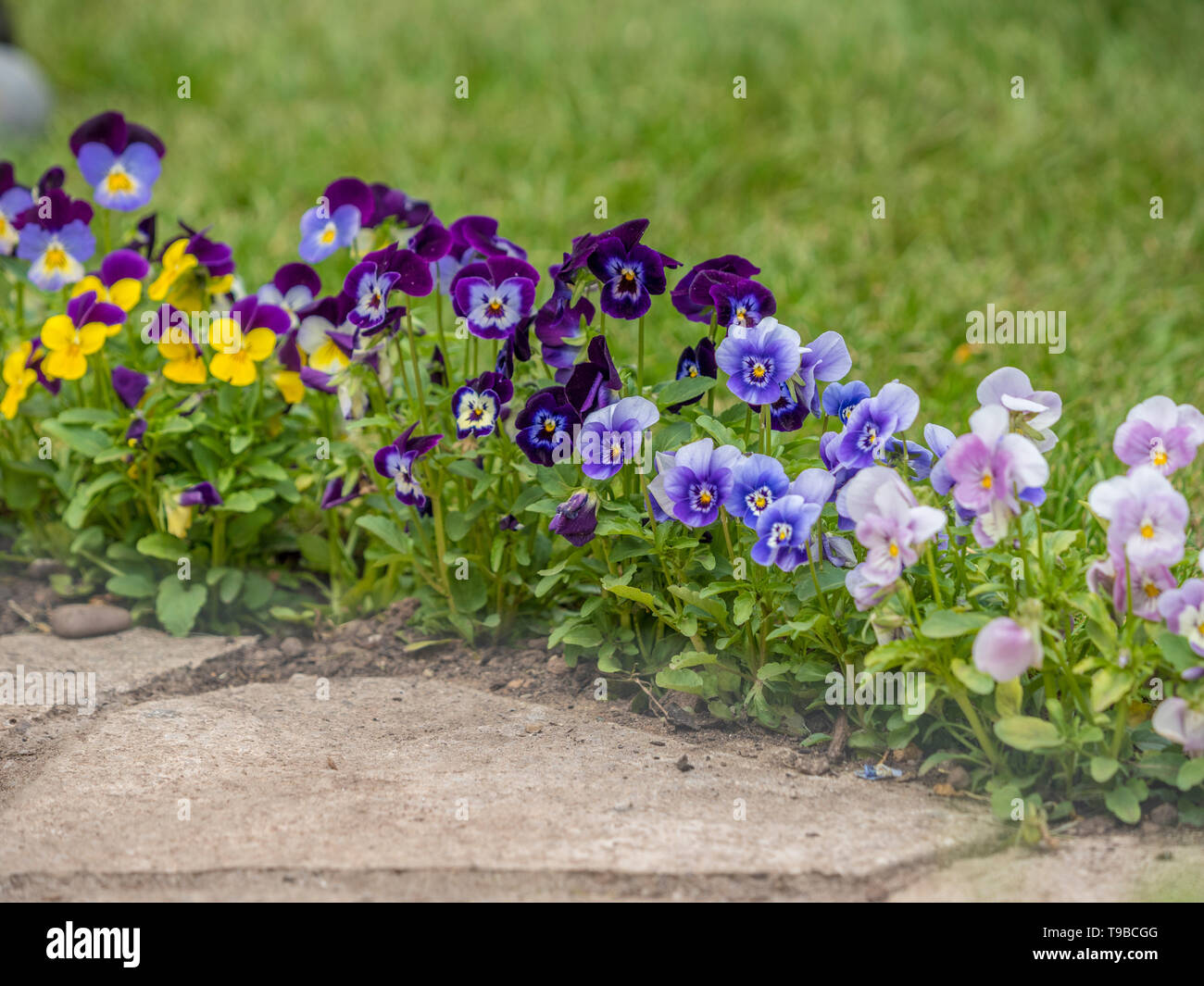 pansies / Violas flowering in border between lawn and paved garden path. Stock Photo