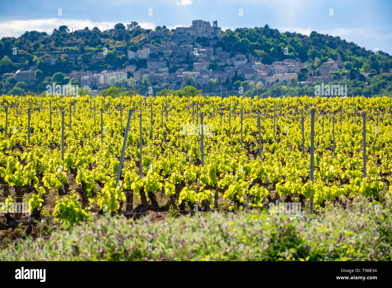 Production of rose, and white wine near small town in Luberon, South of France, vineyard in early summer Stock Photo - Alamy