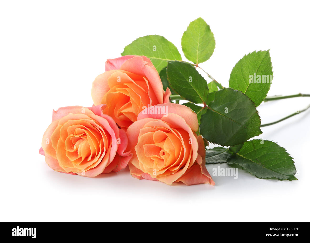 Beautiful roses on white background Stock Photo - Alamy