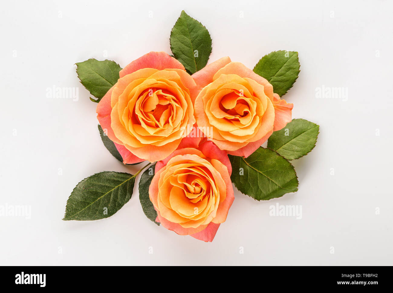 Beautiful roses on white background Stock Photo - Alamy