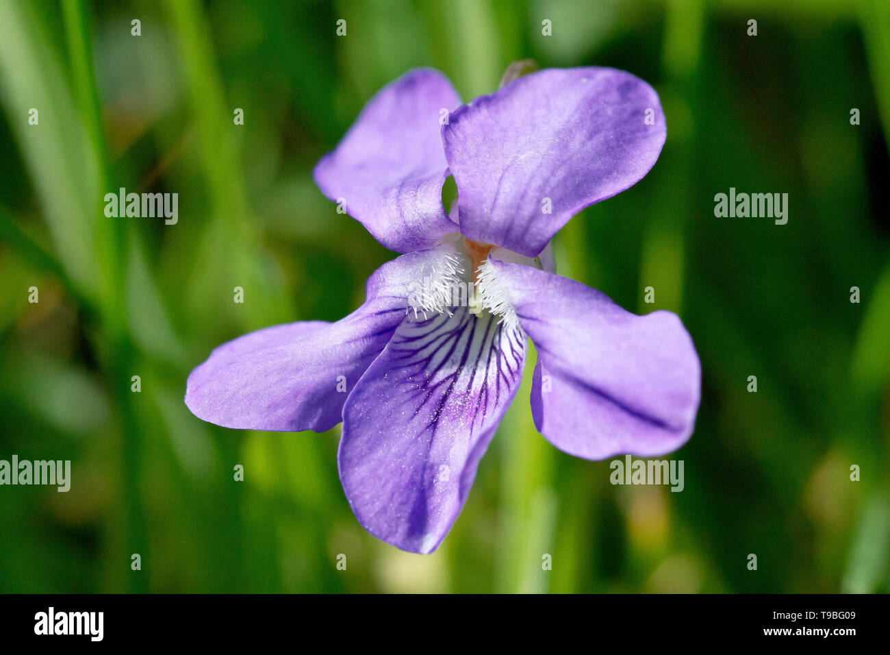 Common Dog-violet (viola riviniana), close up of a single flower with low depth of field. Stock Photo