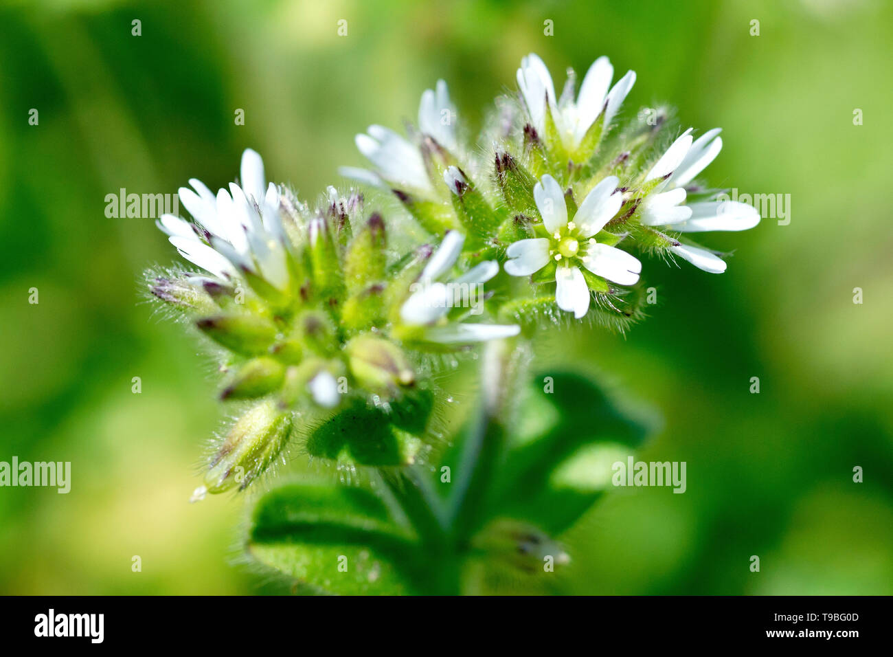 Common Mouse-ear Chickweed (cerastium fontanum), close up of the small white flowers and buds. Stock Photo