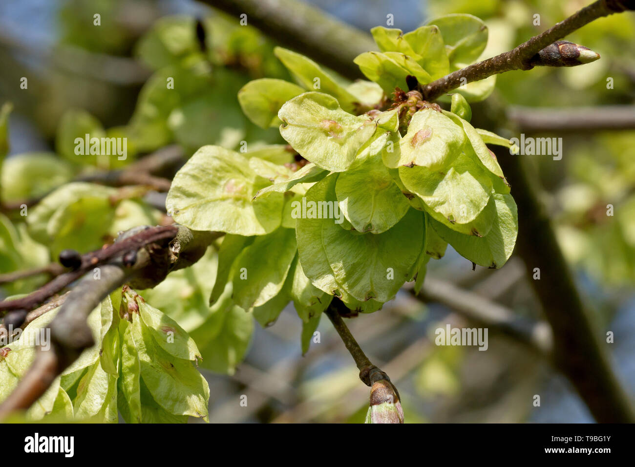 Wych Elm (ulmus glabra), close up of the fruit or seed pods of the tree. Stock Photo