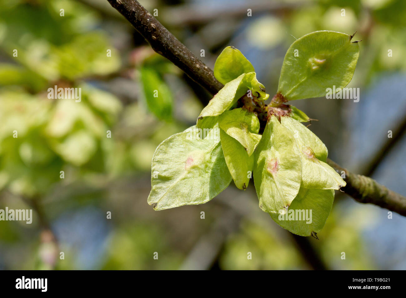 Wych Elm (ulmus glabra), close up of the fruit or seed pods of the tree. Stock Photo