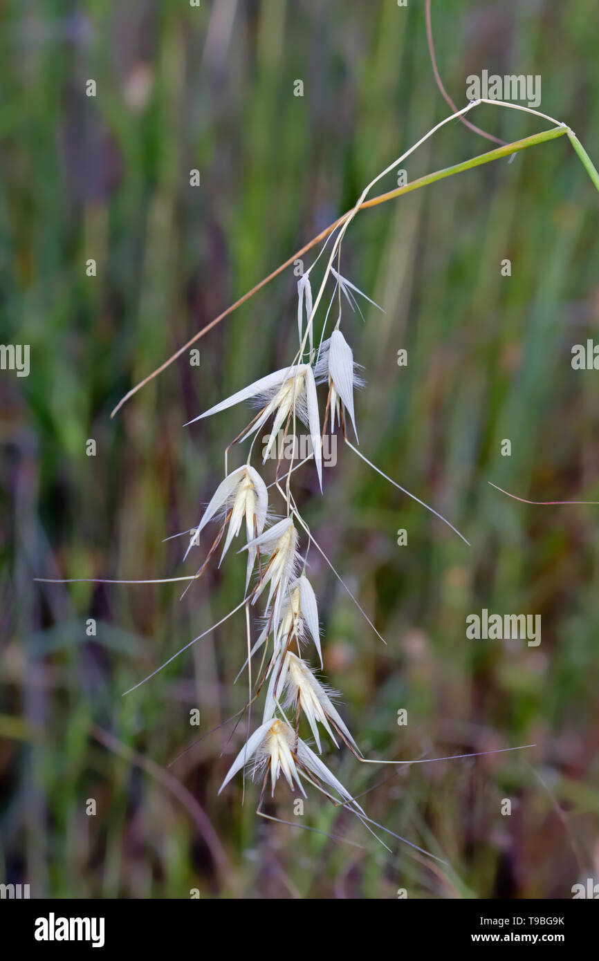 Wild oat hi-res stock photography and images - Alamy