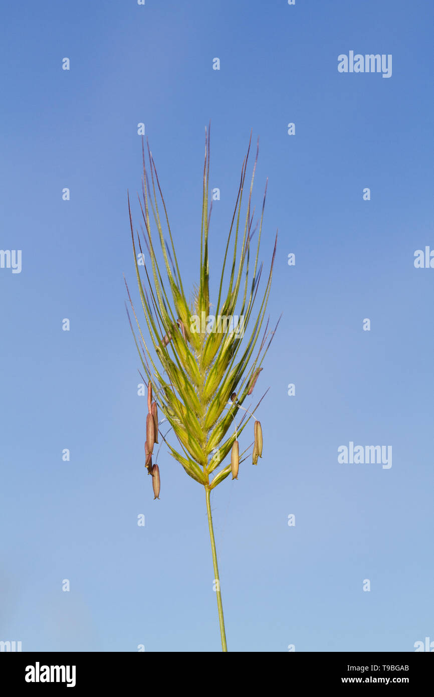 Close-up of the ear of a grass species against a blue sky, probably False-rye Barley, the stamen hanging out Stock Photo