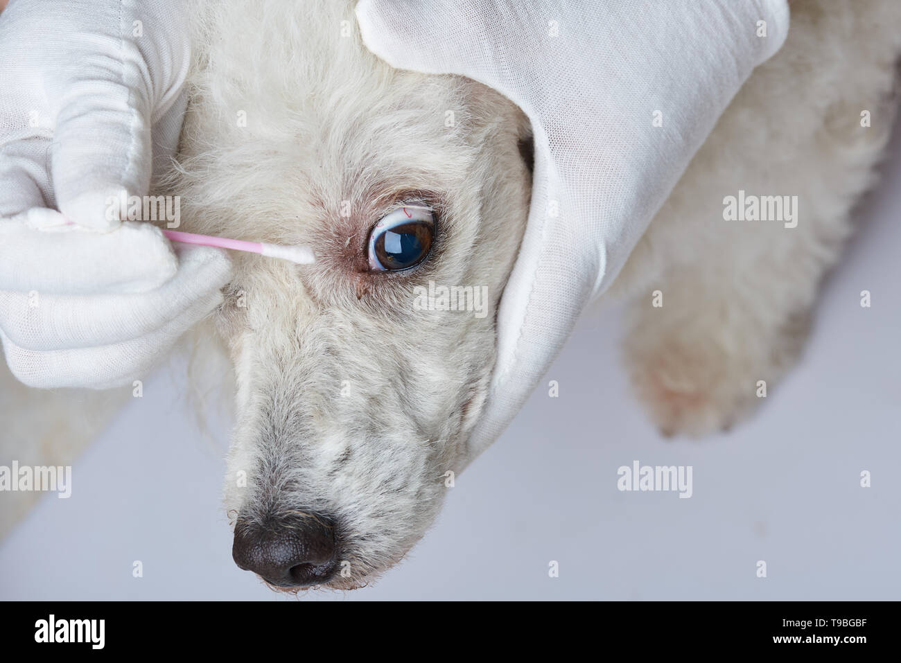 Vet doctor hand with swab cleaning dog eye Stock Photo - Alamy