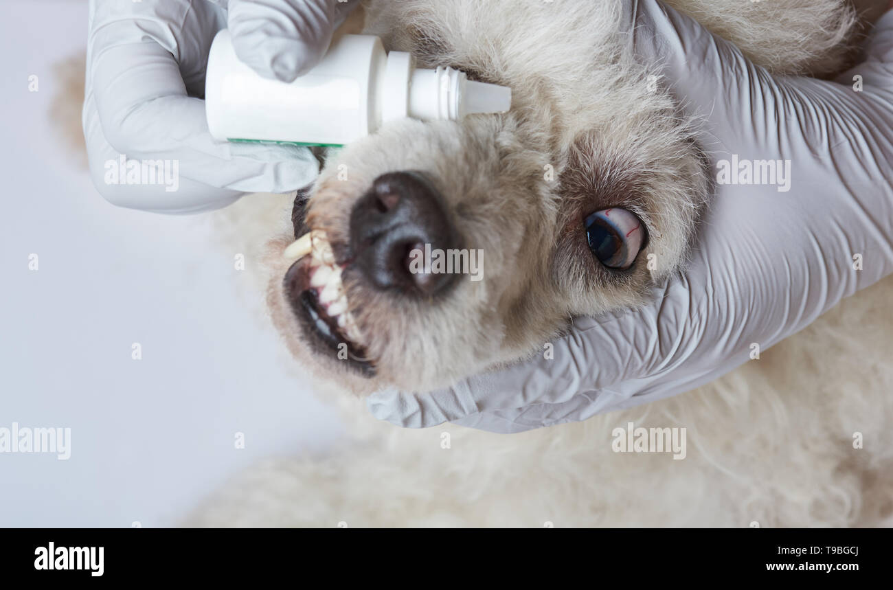 Visine Eye Drops For Dogs Warehouse Sale