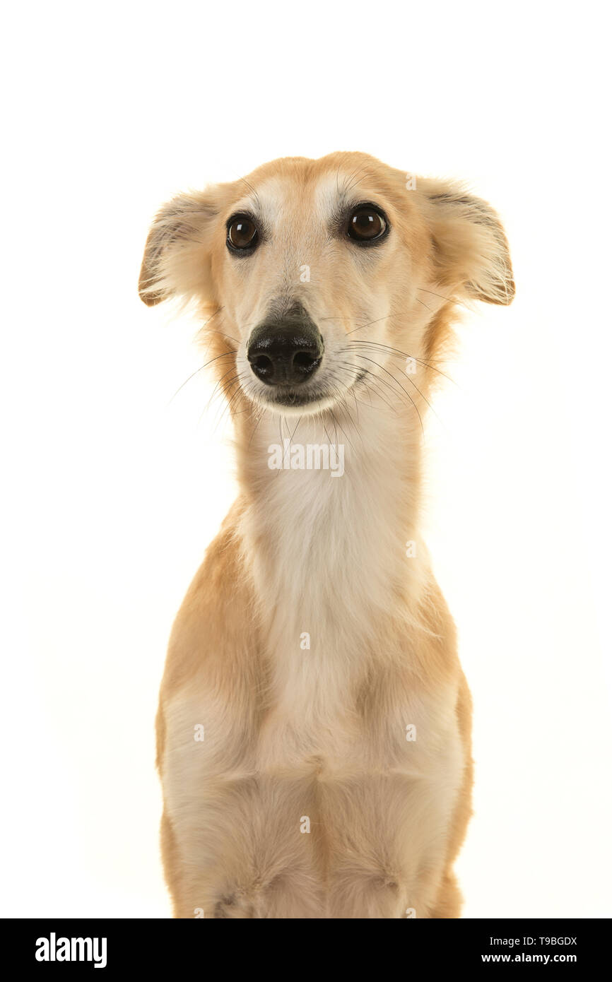 Portrait of a silken windsprite dog looking away on a white background with ears down Stock Photo
