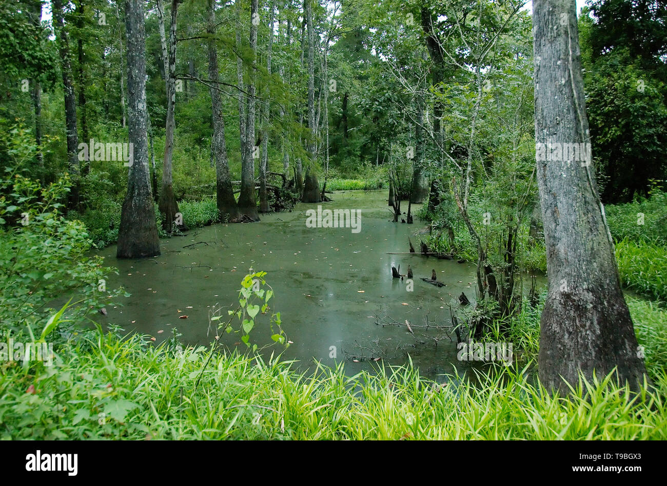 A swamp at Tickfaw State Park, located 7 mi (11 km) west of Springfield