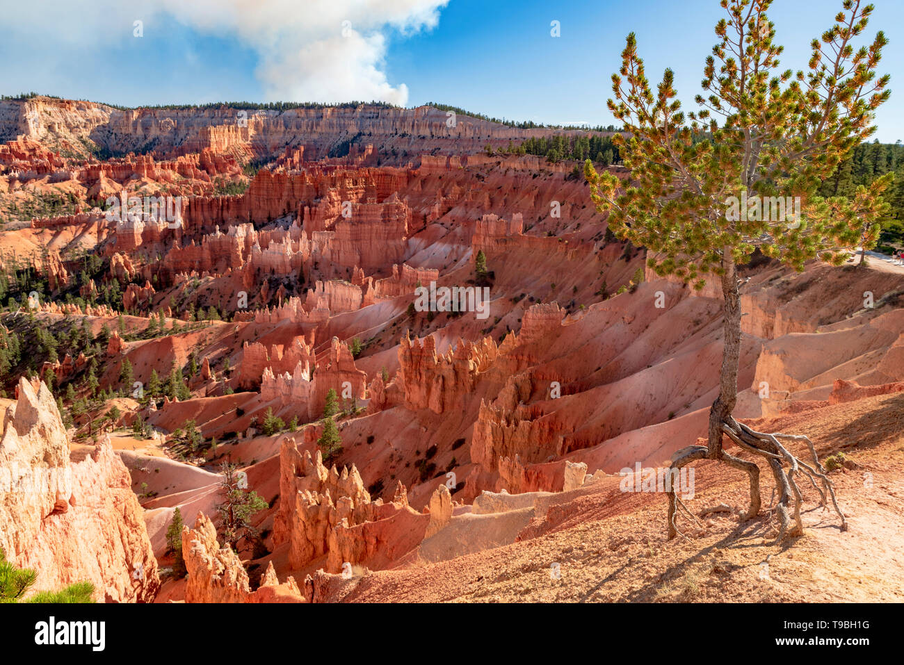 Single tree viewing from Sunrise Point,Bryce canyon national park, Utah, United States Stock Photo