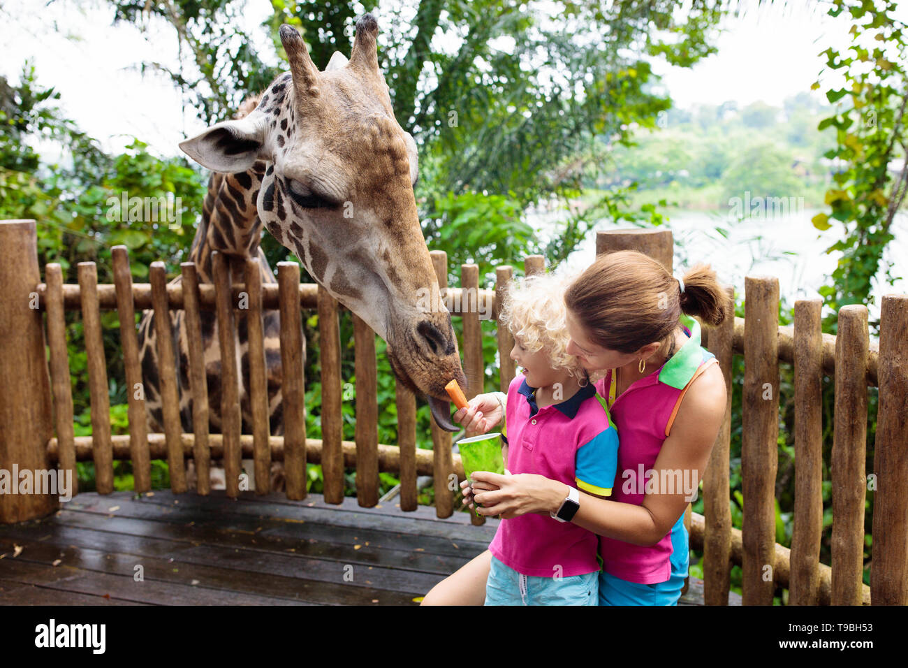 Family feeding giraffe in zoo. Children feed giraffes in tropical