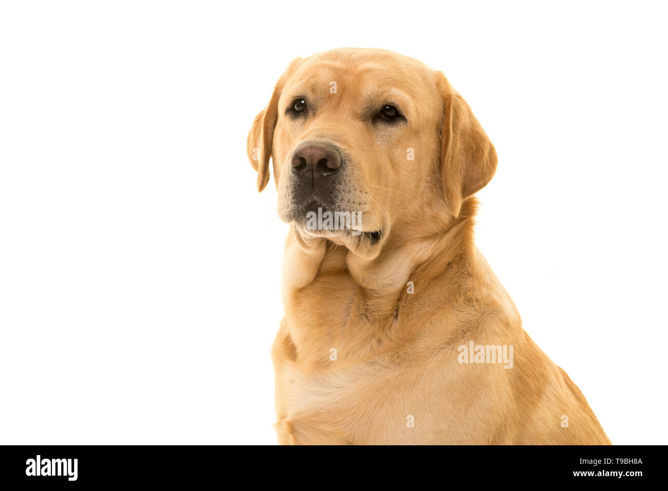 Portrait of a blond labrador retriever glancing away isolated on a white background Stock Photo