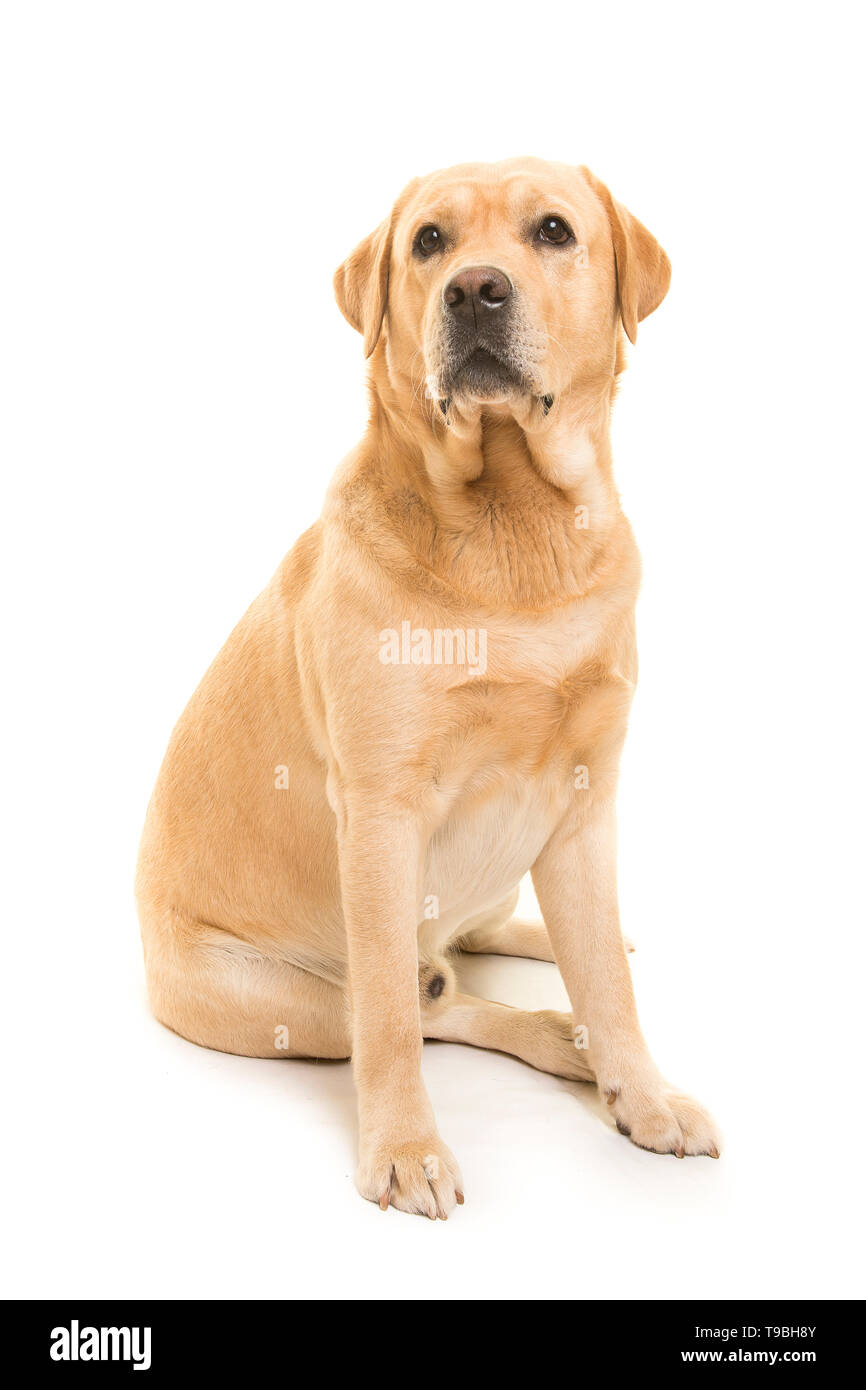 Sitting blond labrador retriever glancing away isolated on a white background Stock Photo