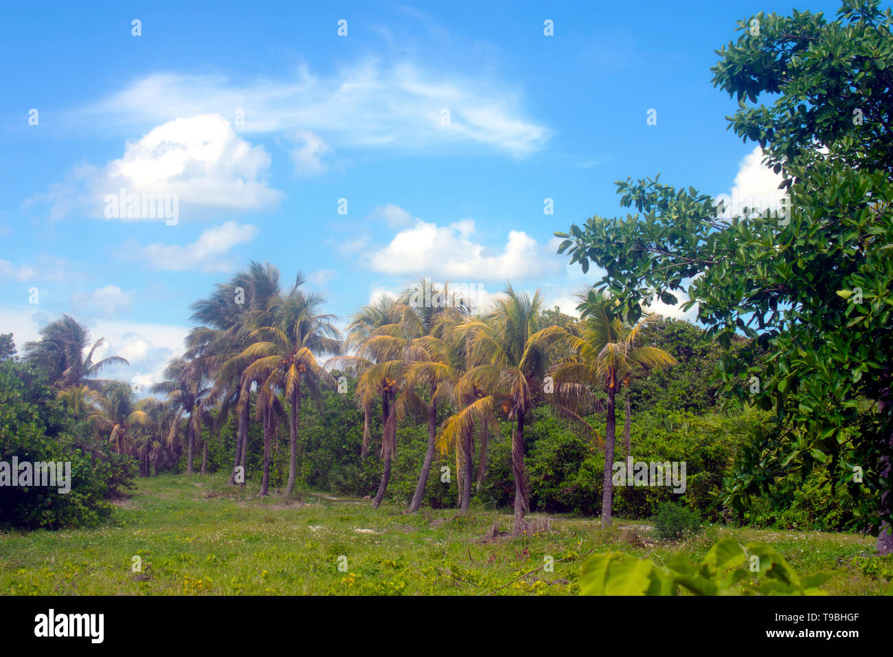 Beautiful palm trees in Jupiter Island, Florida, USA, on a warm and partly cloudy spring day Stock Photo