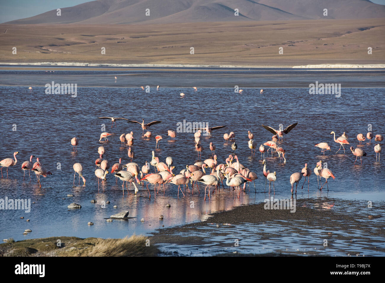 A flamboyance of James's, Andean, and Chilean flamingos on Laguna Colorada, Salar de Uyuni, Bolivia Stock Photo