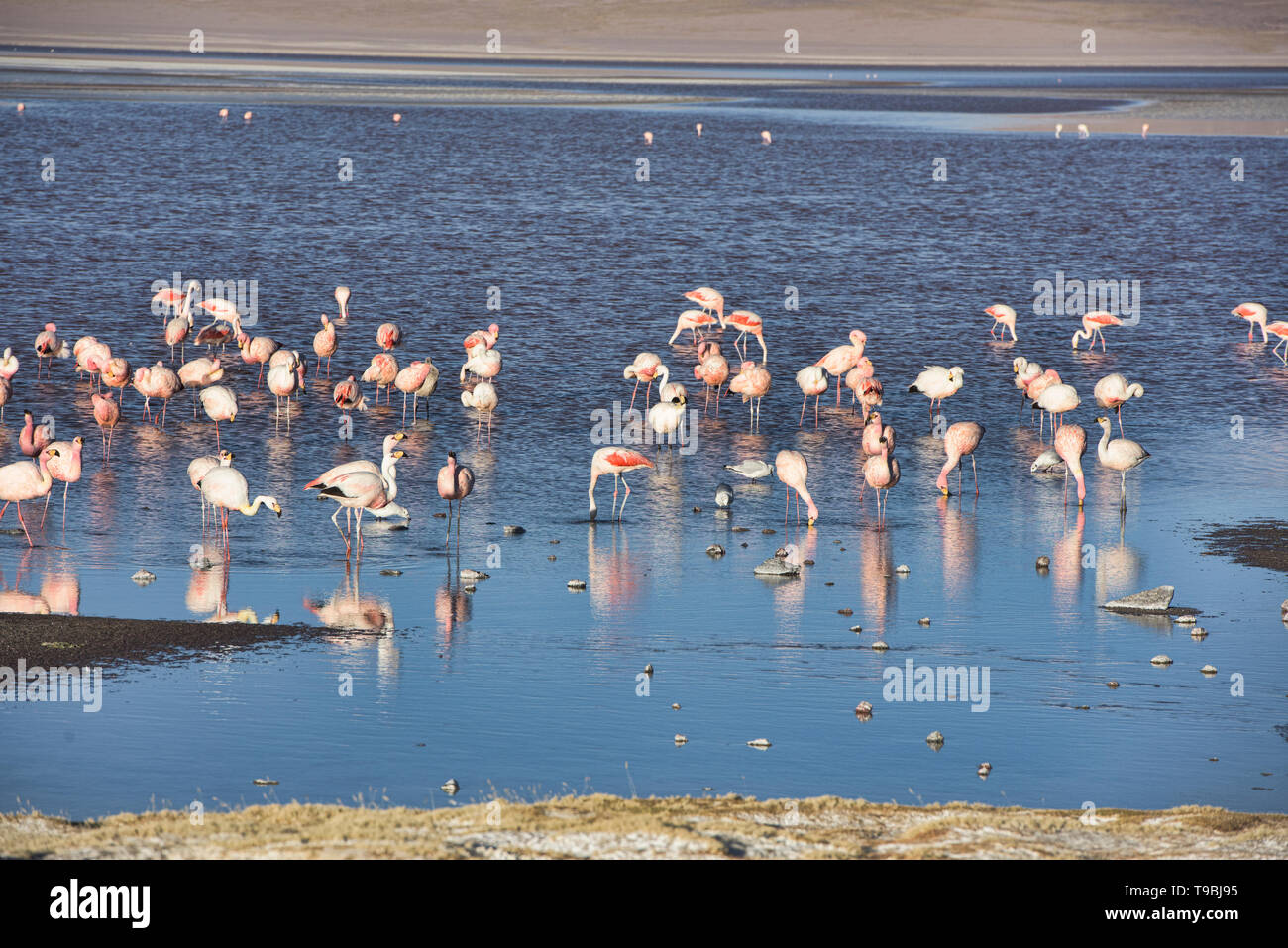 A flamboyance of James's, Andean, and Chilean flamingos on Laguna Colorada, Salar de Uyuni, Bolivia Stock Photo
