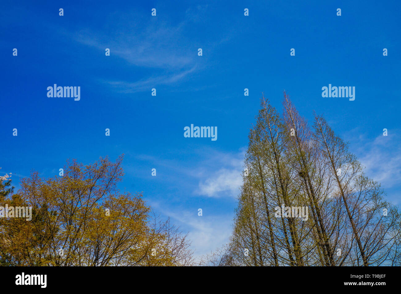 a landscape with blue sky and trees Stock Photo - Alamy
