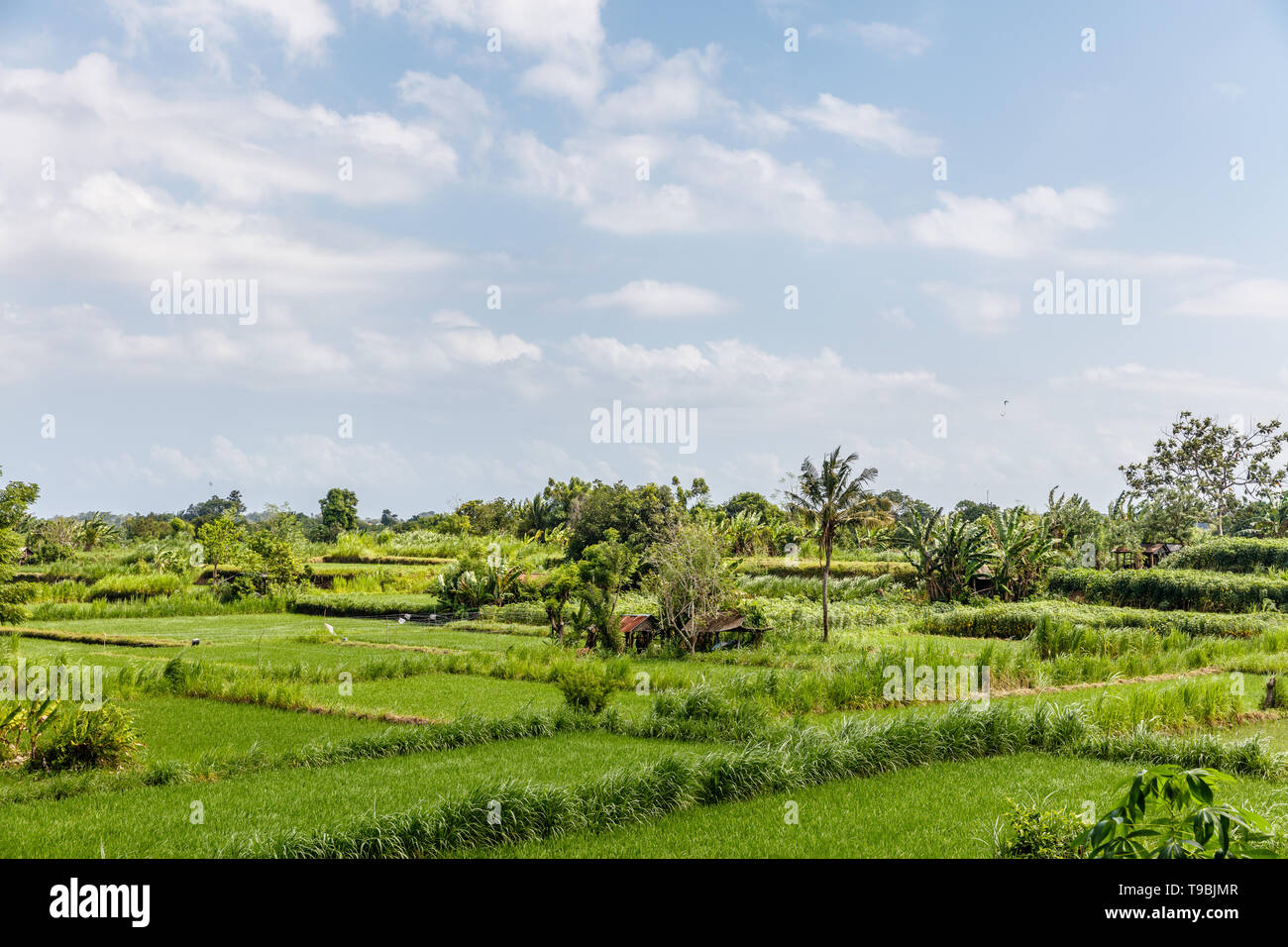Green fields. Surroundings of Klungkung, Bali, Indonesia. Stock Photo