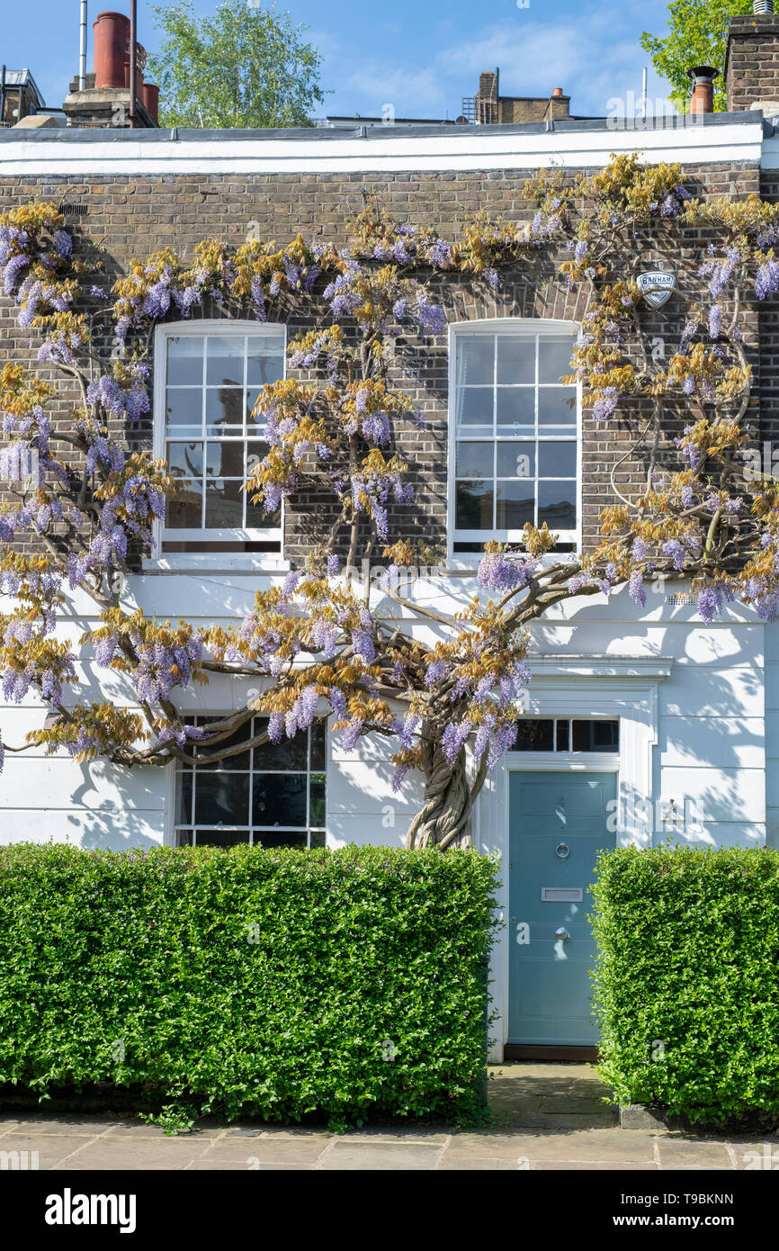 Wisteria on a house in Elm Place, Chelsea, London, England Stock Photo
