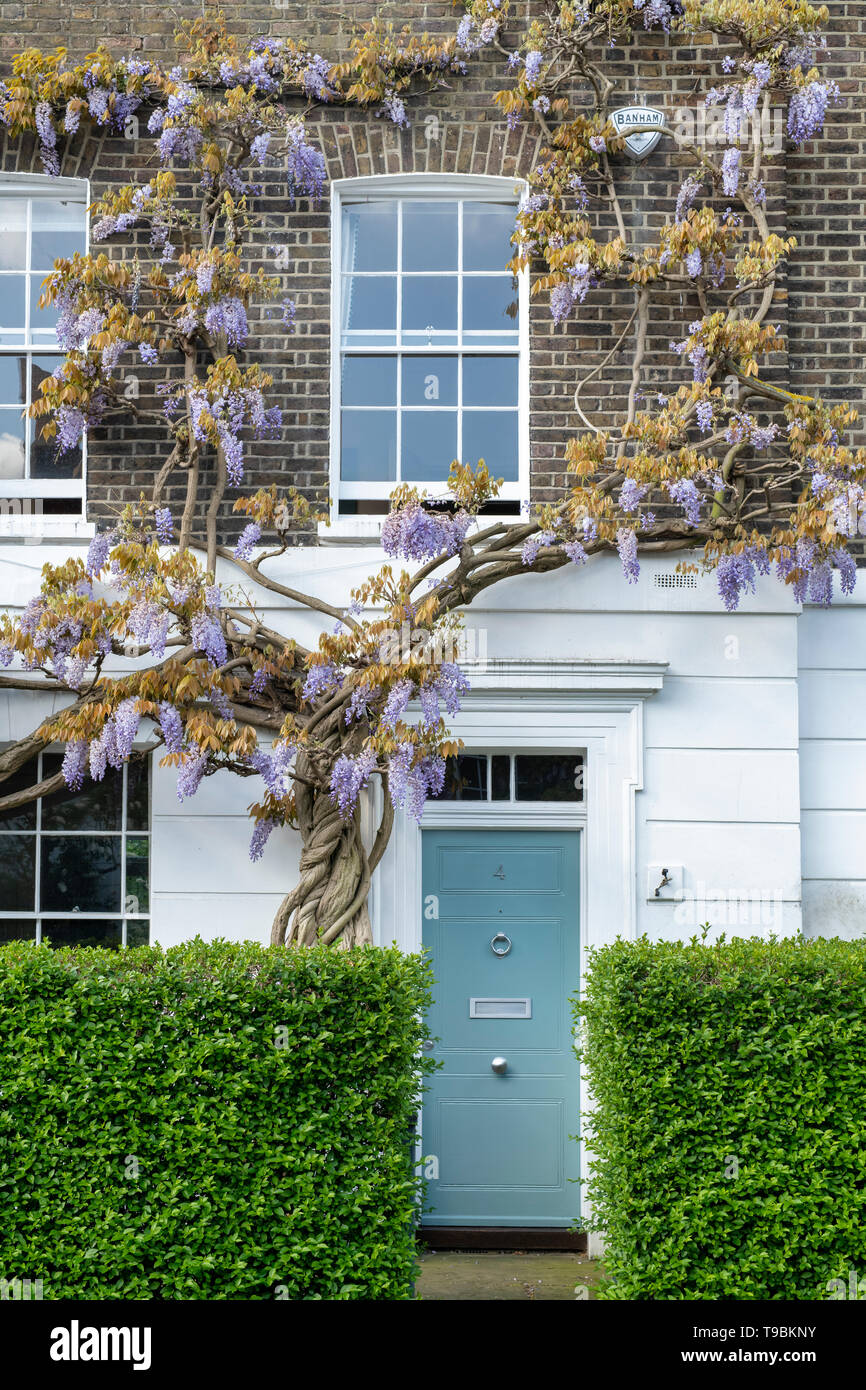 Wisteria on a house in Elm Place, Chelsea, London, England Stock Photo