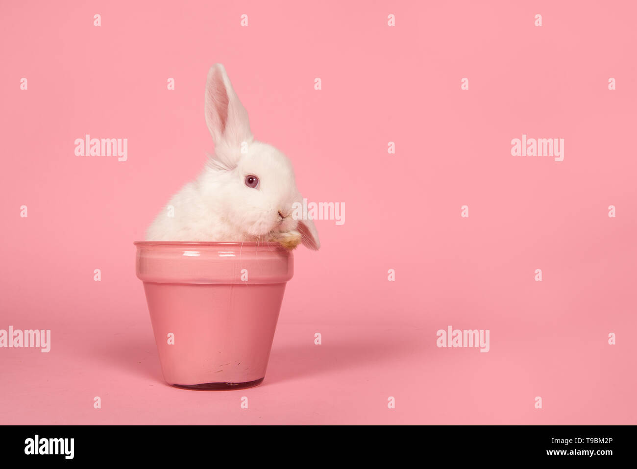 Cute young white rabbit in a pink flowerpot on a pink background with ...