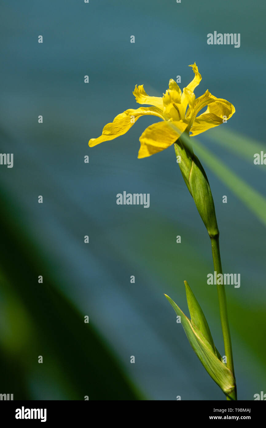 Close-up of marsh irises by a lake in spring Stock Photo