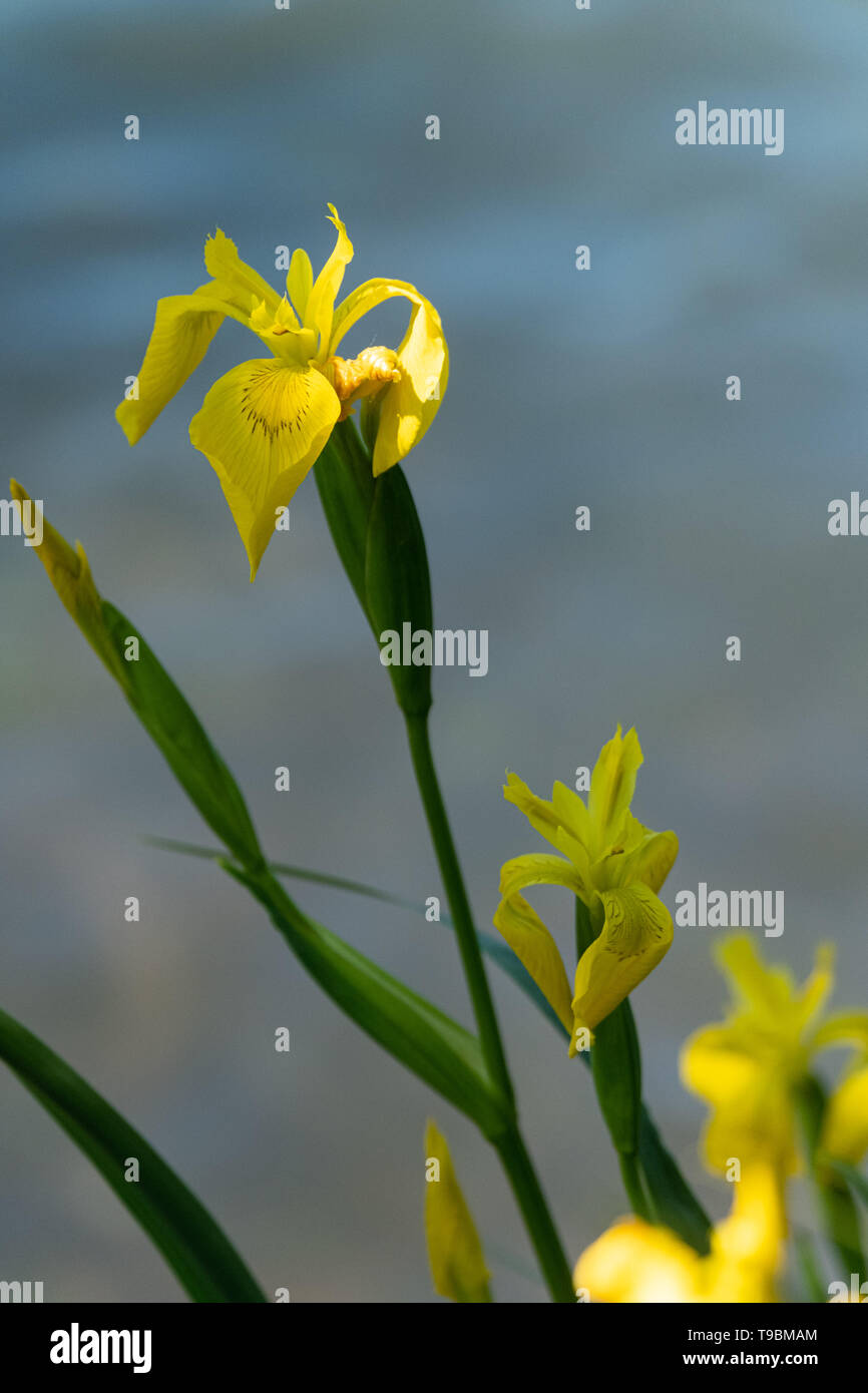 Close-up of marsh irises by a lake in spring Stock Photo