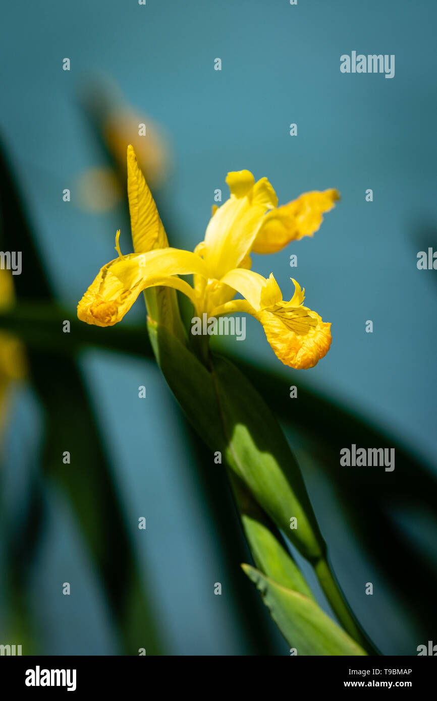 Close-up of marsh irises by a lake in spring Stock Photo