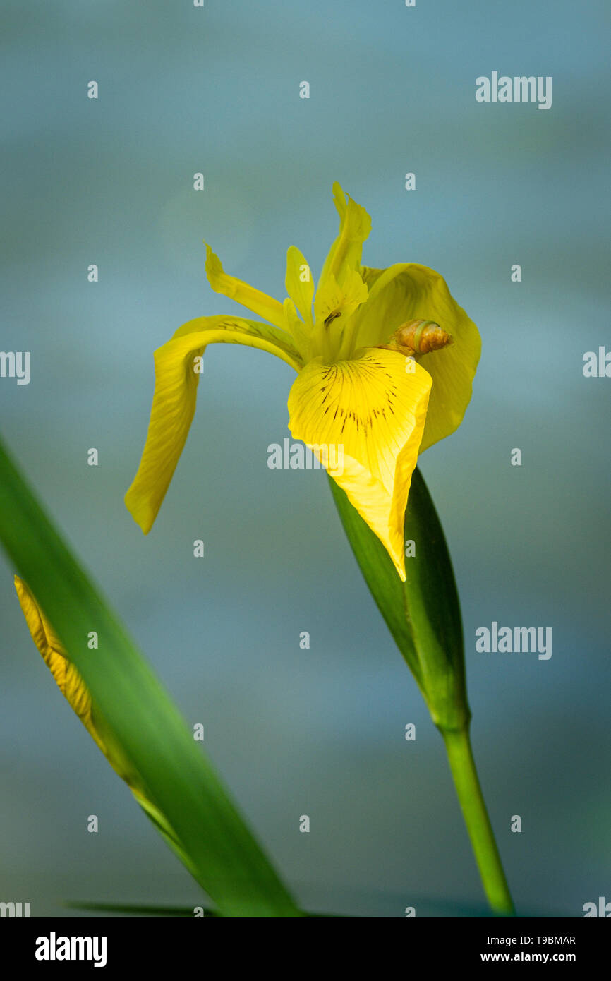 Close-up of marsh irises by a lake in spring Stock Photo