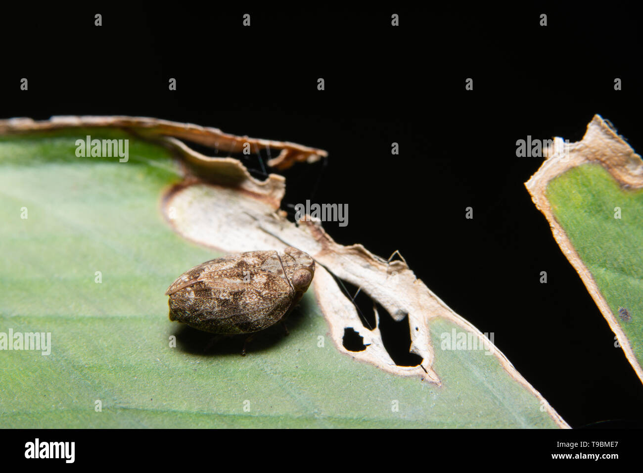 Strange treehopper macro is in the plant Stock Photo - Alamy