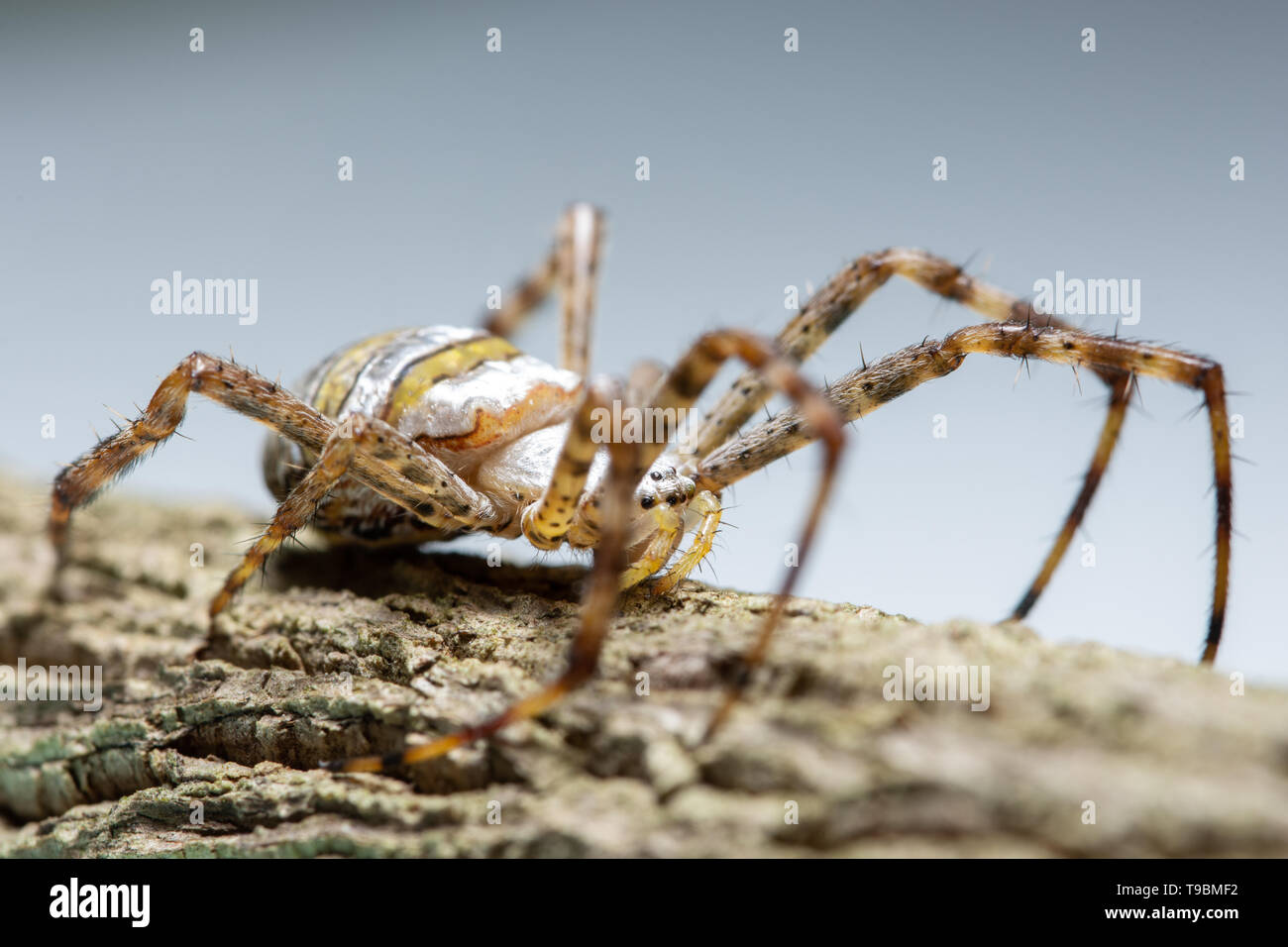 Macro spider on the plant Stock Photo - Alamy
