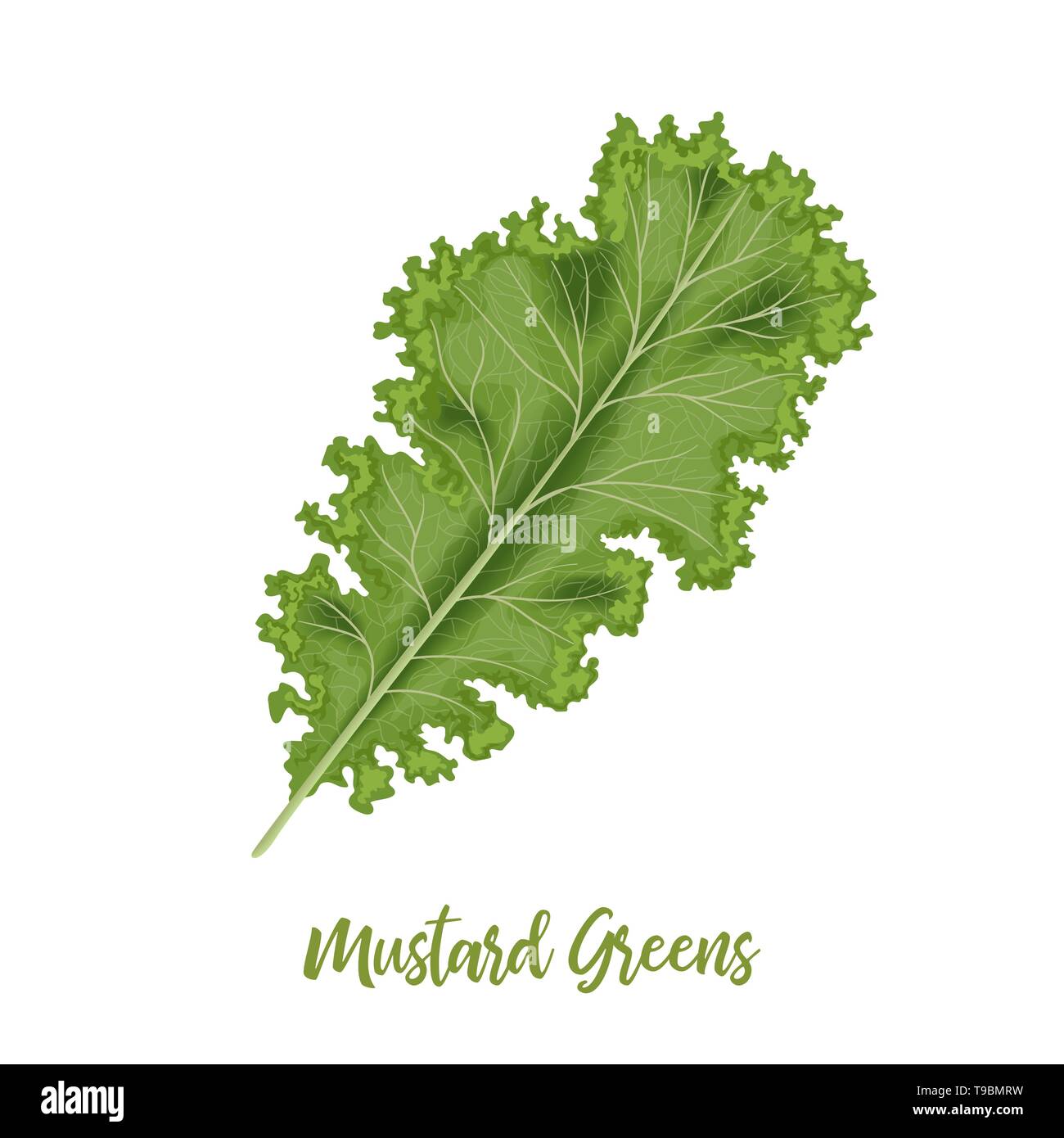 Fresh Curly Mustard Green Leaves, Brassica juncea. isolated. Food concept. Fresh juicy raw cabbage. Stock Vector