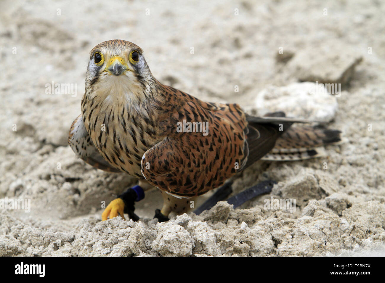 Faucon crécerelle. Falco tinnunculus. Stock Photo