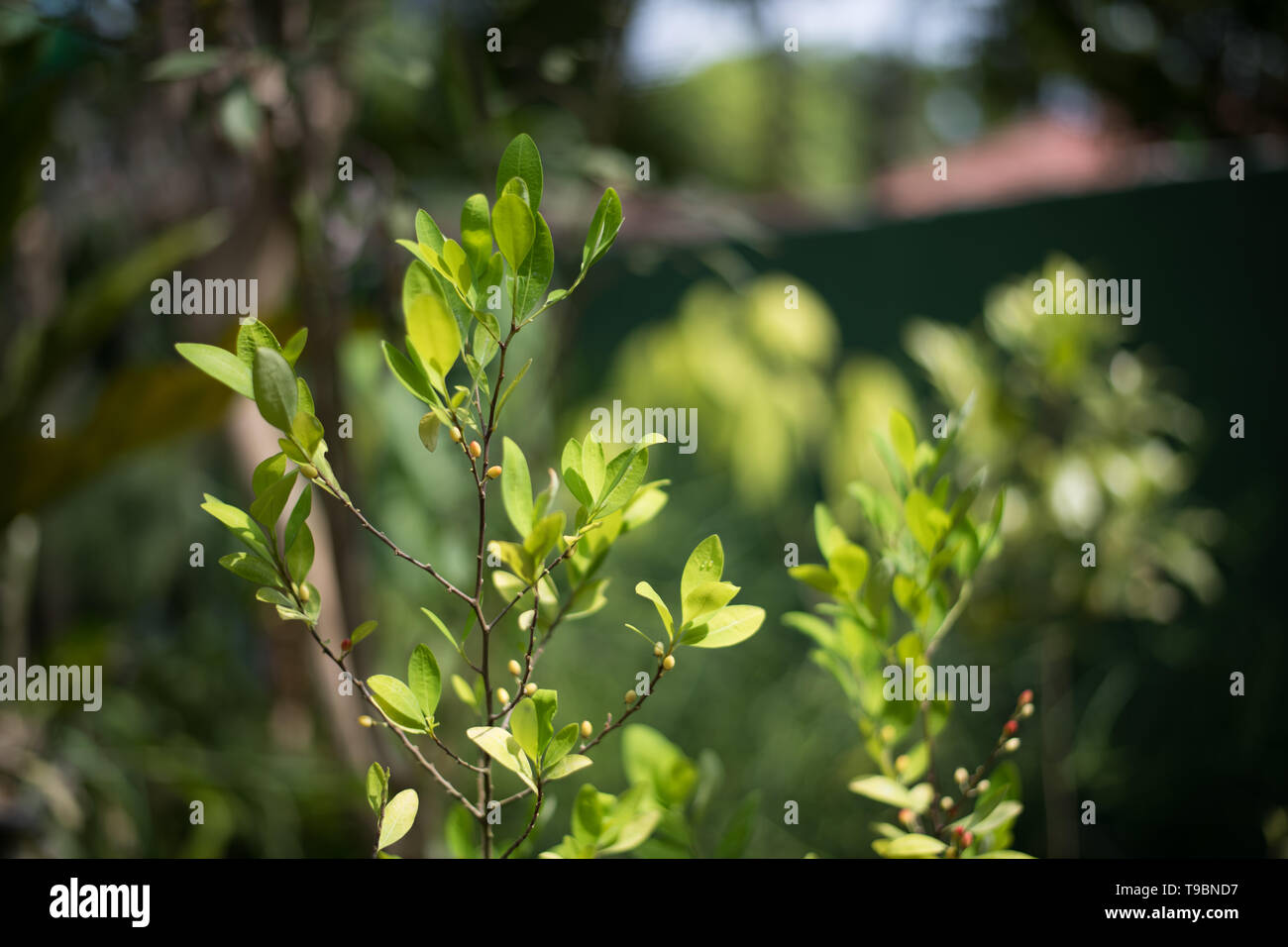 Coca plant with berries hires stock photography and images Alamy