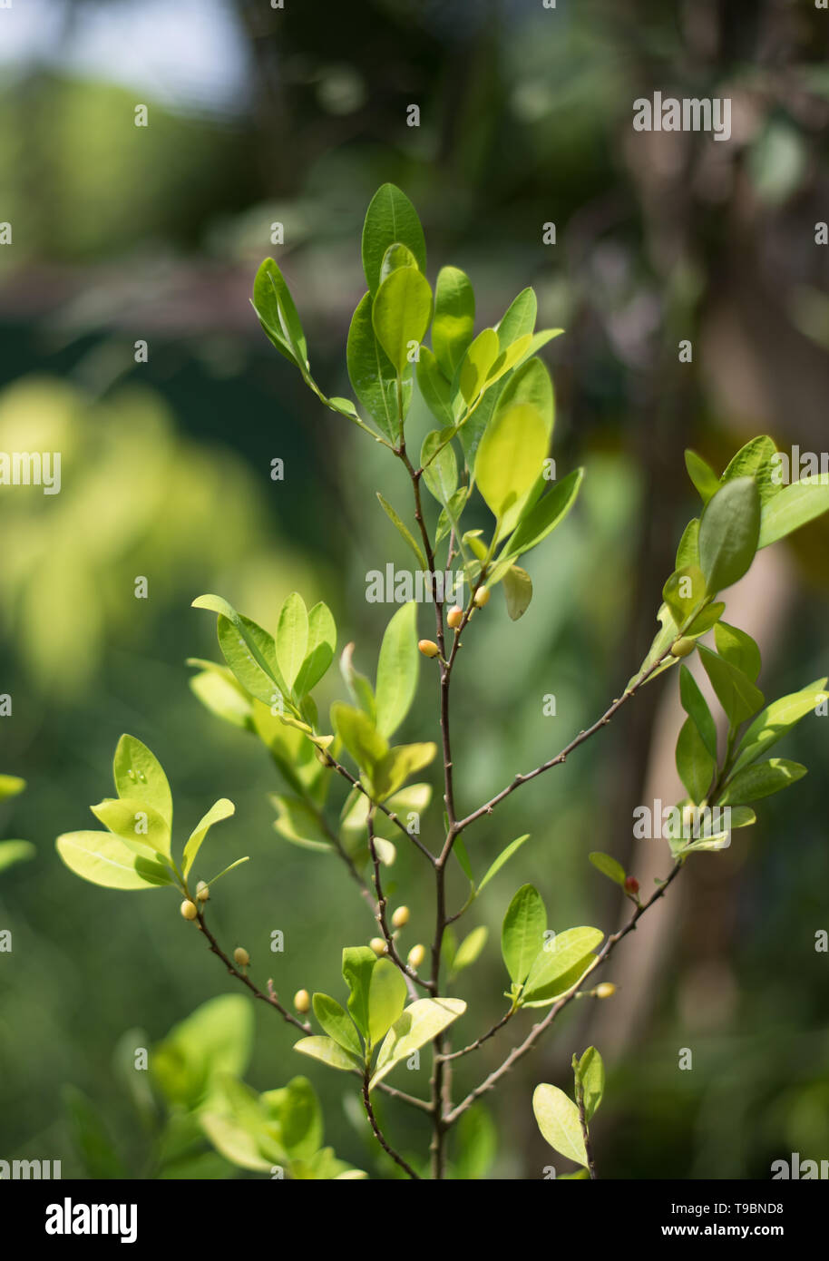 Coca plant with berries hires stock photography and images Alamy