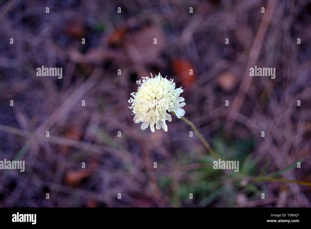 Cephalaria white flower blooming, close up macro detail on soft blurry background, top view Stock Photo