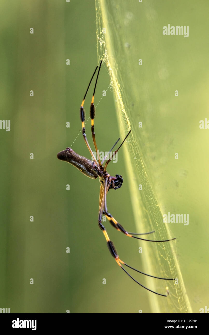 Golden Orb Spider, adult female in web, Braulio Carillio National Park, Costa Rica 28 March 2019 Stock Photo