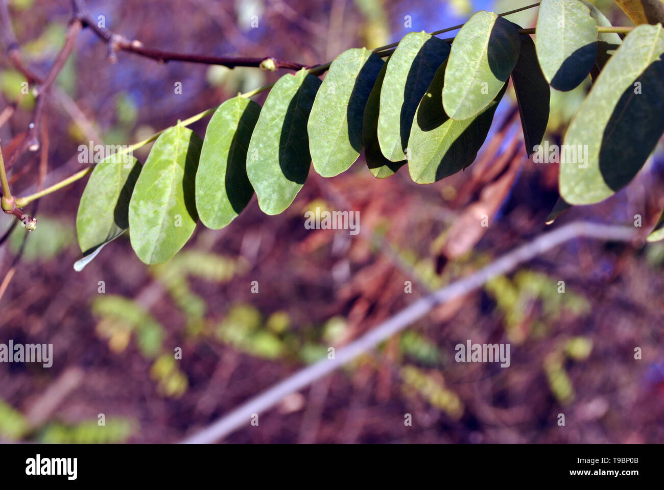 Green acacia leaf on branch, blurry forest background, close up detail Stock Photo