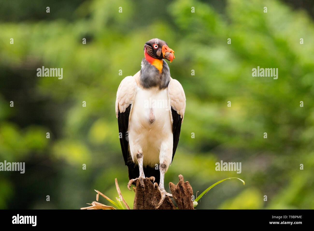 King Vulture, adult feeding on ground, Laguna de Lagarto, Costa Rica 30 March 2019 Stock Photo
