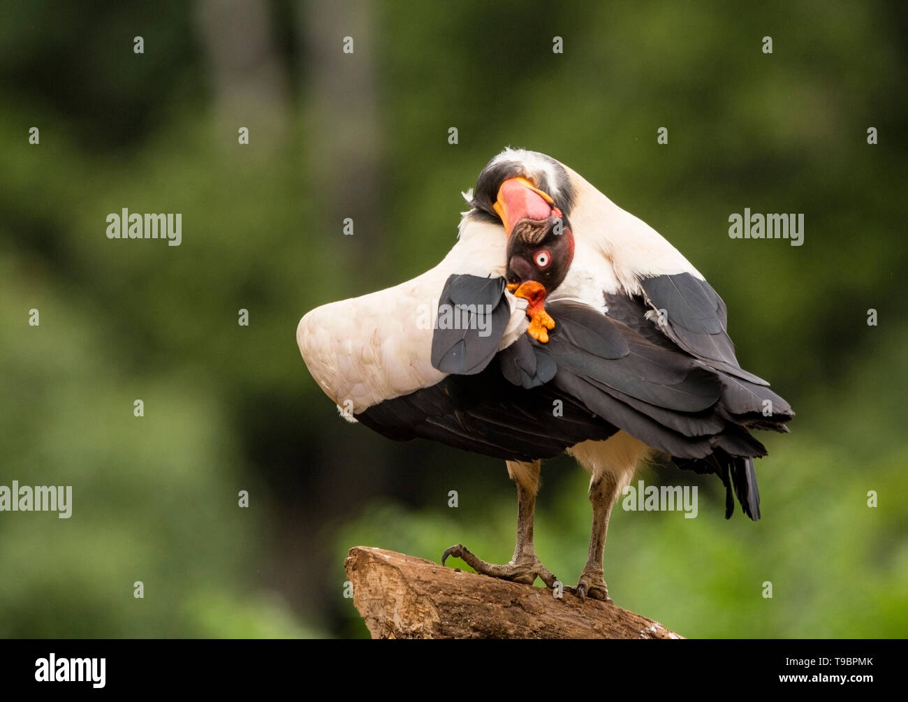 King Vulture, adult feeding on ground, Laguna de Lagarto, Costa Rica 30 March 2019 Stock Photo