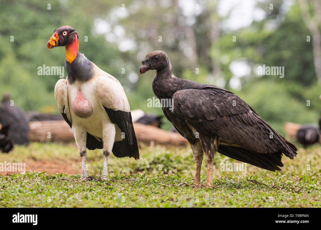 King Vulture, immature bird feeding on ground, Laguna de Lagarto, Costa Rica 30 March 2019 Stock Photo