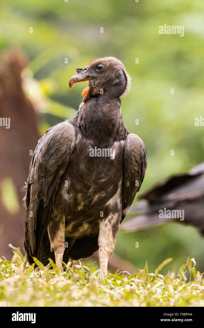 King Vulture, immature bird feeding on ground, Laguna de Lagarto, Costa Rica 30 March 2019 Stock Photo
