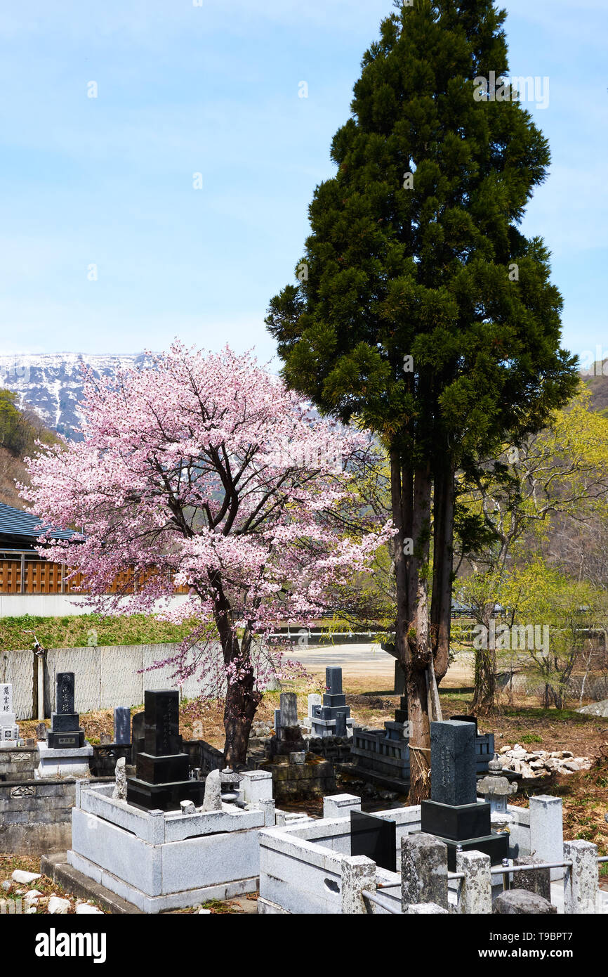 Pine tree and blooming Japanese cherry tree stand over a traditional graveyard in rural Japan. Stock Photo