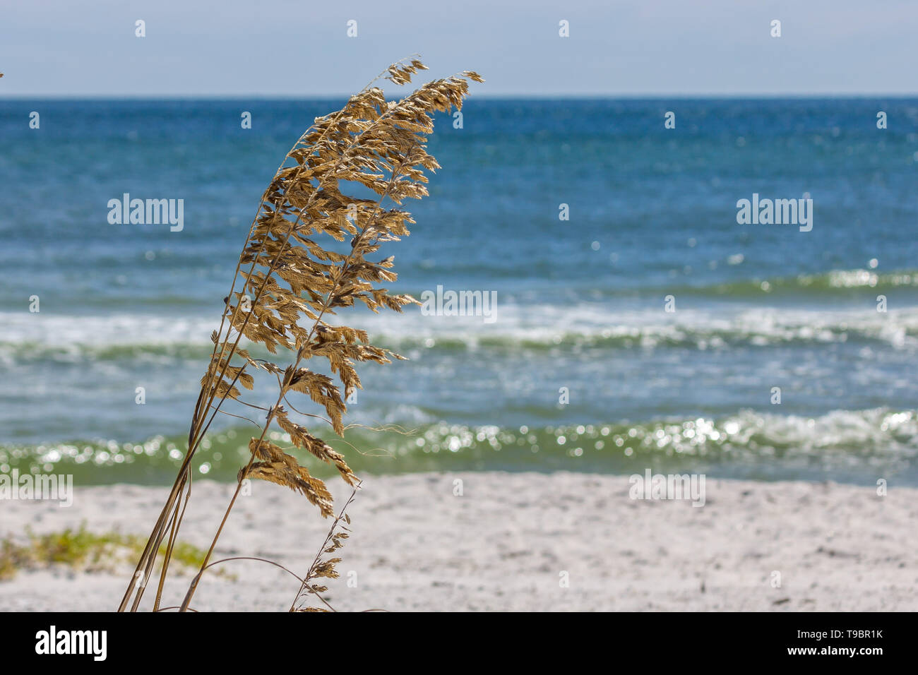 Sea Oats on a Gulf of Mexico Beach, Gulf Shores, Alabama, USA Stock Photo