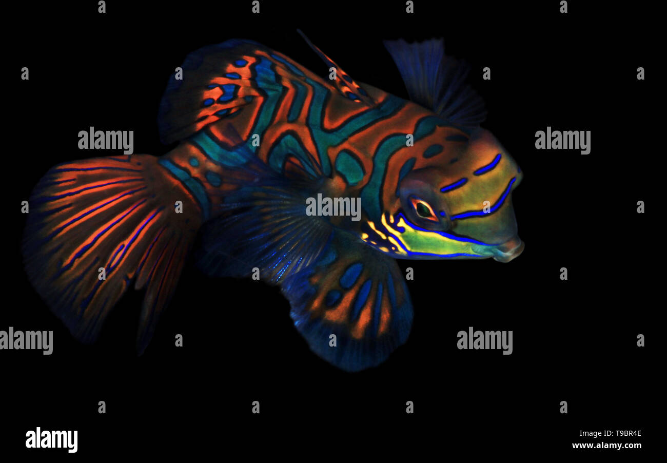 Mandarinfish (aka Mandarin Dragonet, Synchiropus splendidus) on Black Background. Moalboal, Philippines Stock Photo