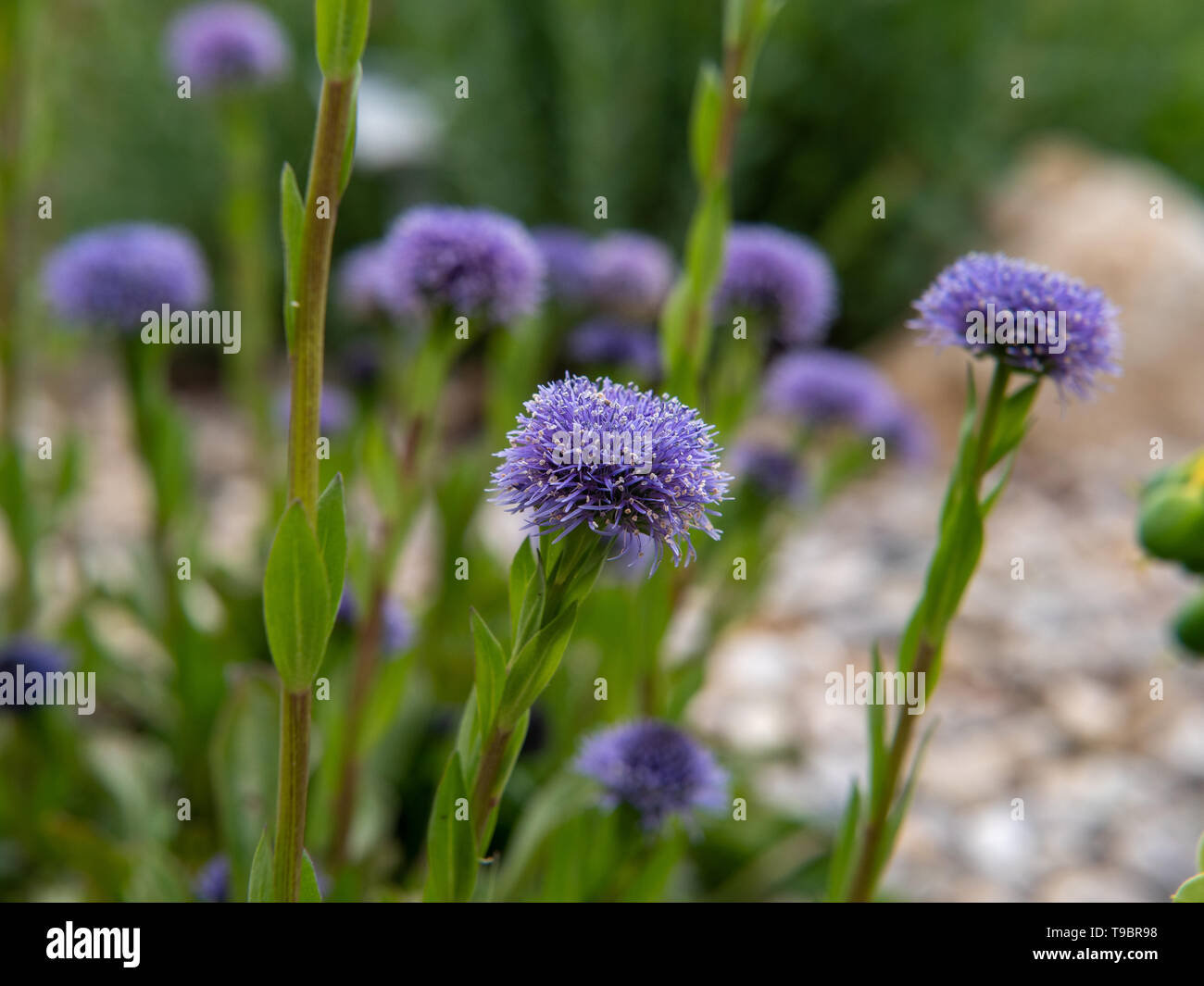 purple flowers in the garden Stock Photo