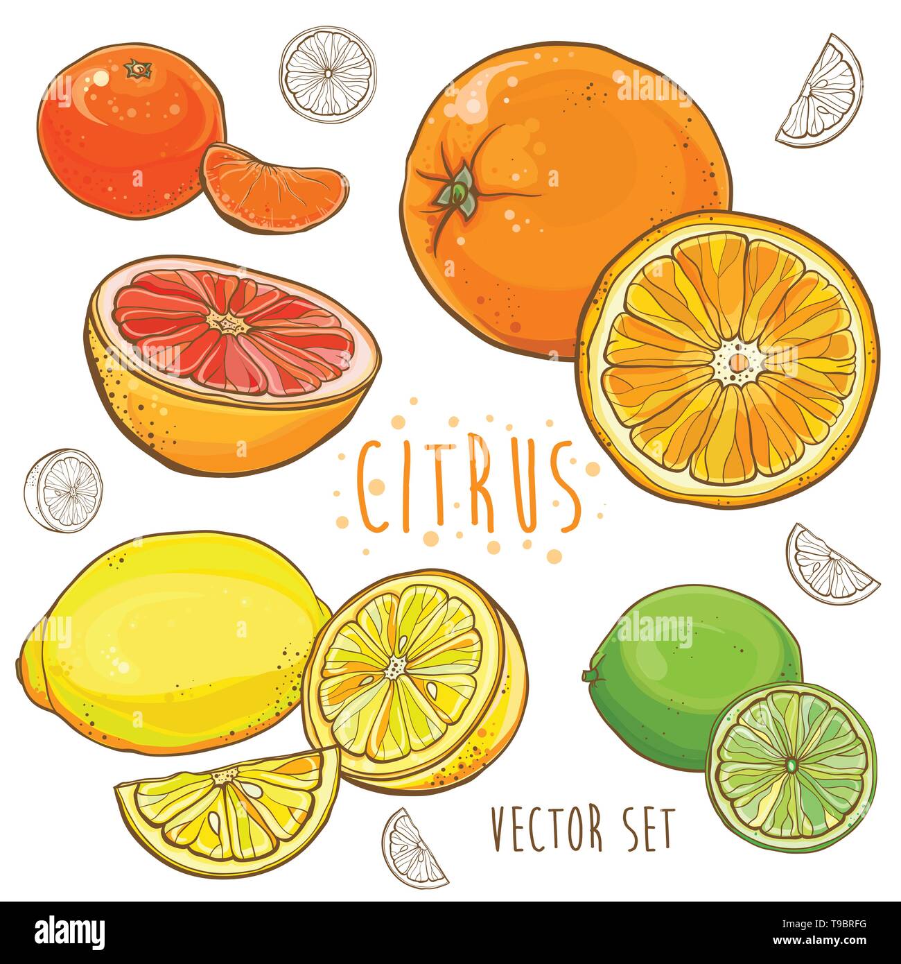 Vector set with lemon, lime, orange, tangerine, grapefruit. Bright illustration with juicy citrus fruit. eps 10 Stock Vector